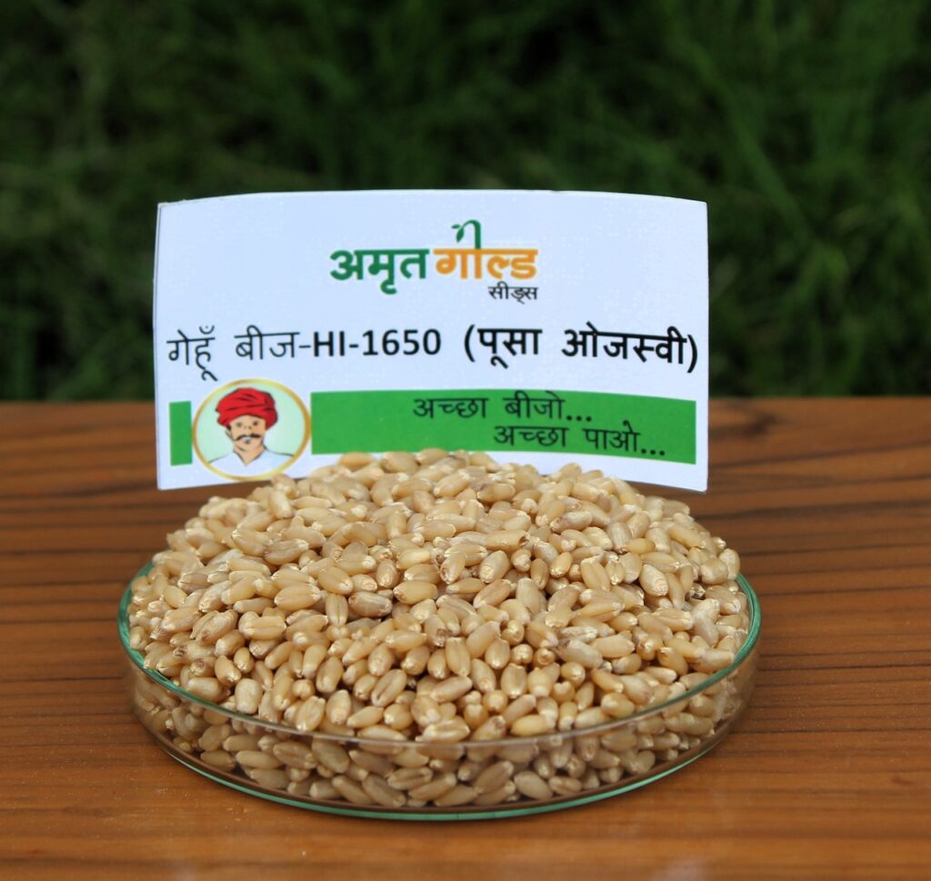 Amrat Amrat gold HI-1650 – Amrat Gold Seeds
