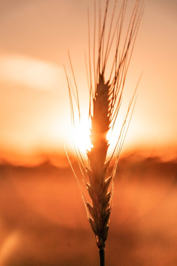 wheat, sunset, field