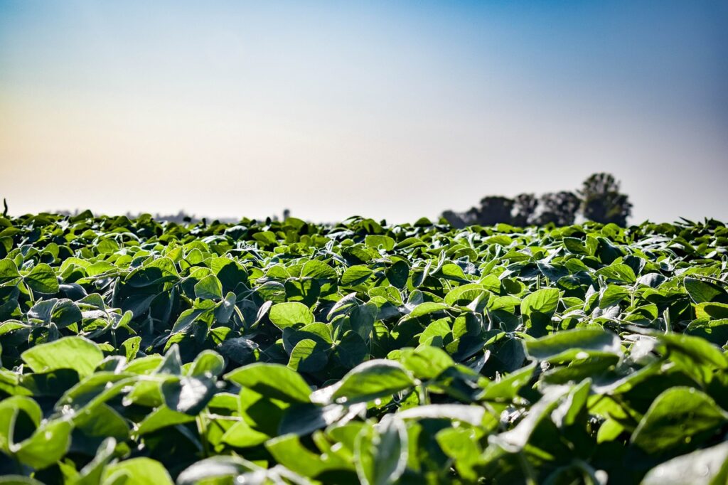 field, plantation, agriculture