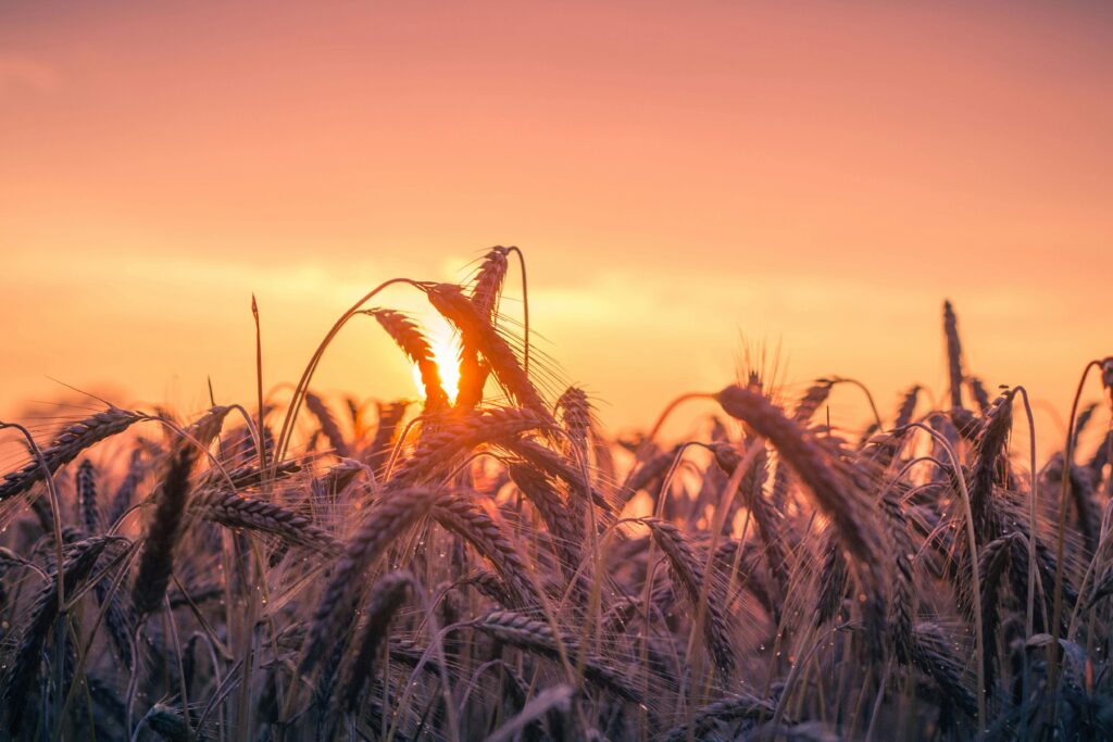 A vibrant sunset illuminates a field of ripening wheat, casting a warm, golden glow.